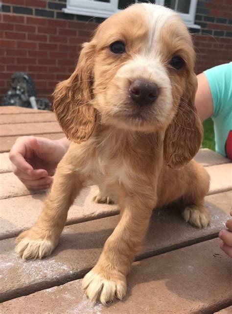 Send Email. . Cocker spaniel puppies for sale